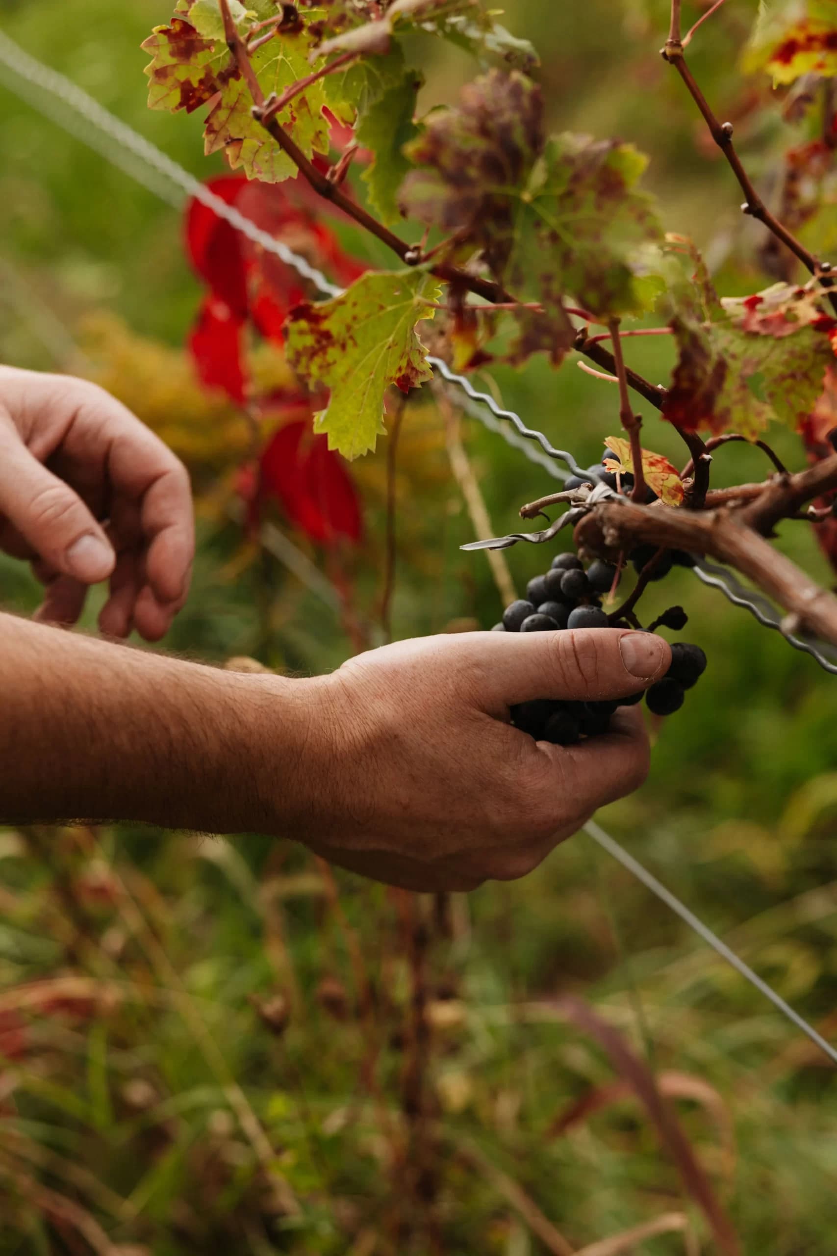 Guided wine tasting with Celine LeSeurre
