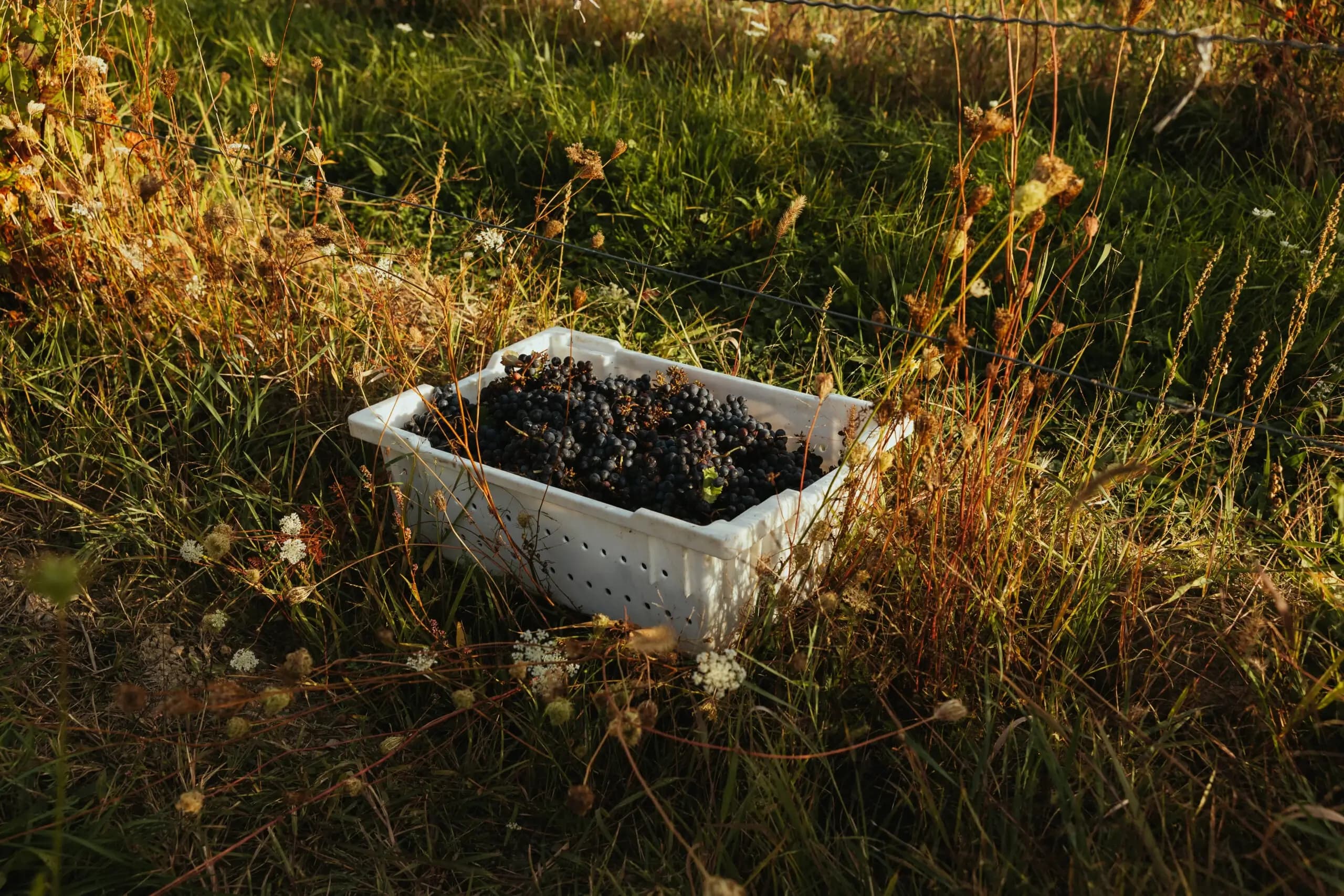 Signature Wine & Food